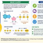 ATP Meaning TikToK